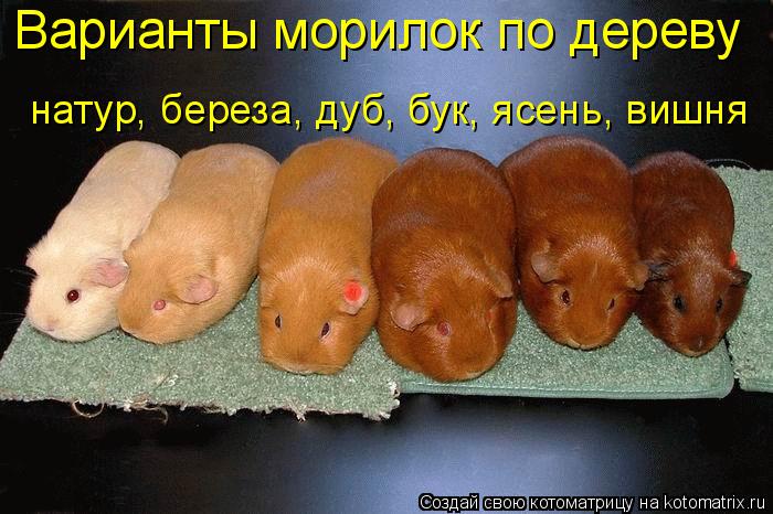 Варианты морилок по дереву натур, береза, дуб, бук, ясень, вишня... Котоматрица: Варианты морилок по дереву натур, береза, дуб, бук, ясень, вишня