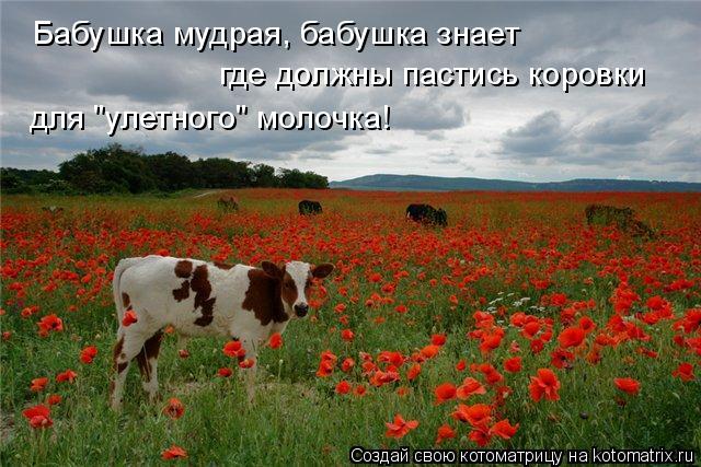 Котоматрица: Бабушка мудрая, бабушка знает где должны пастись коровки для "улетного" молочка!