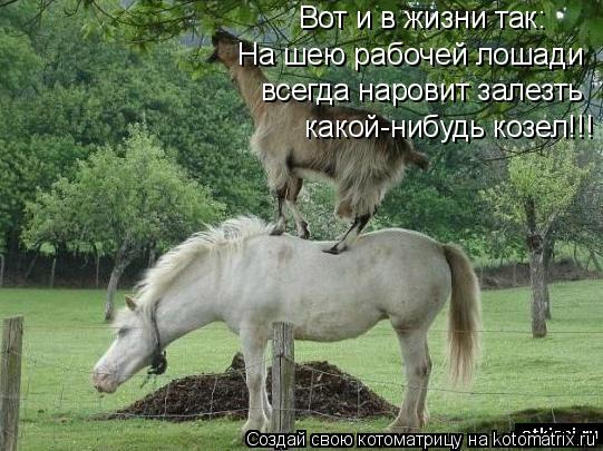 Котоматрица: Вот и в жизни так:   какой-нибудь козел!!! На шею рабочей лошади всегда наровит залезть