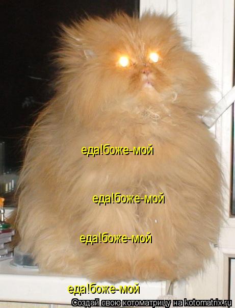 Котоматрица: еда!боже-мой еда!боже-мой еда!боже-мой еда!боже-мой
