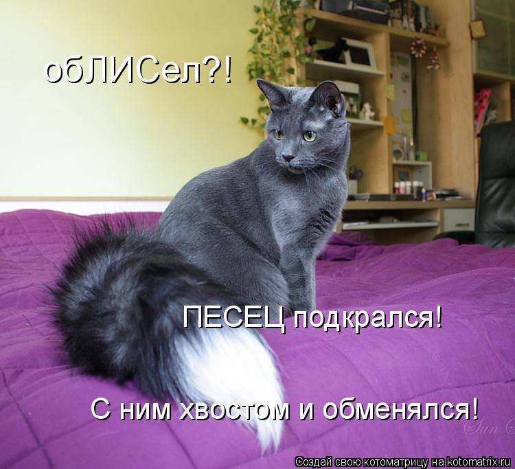 обЛИСел?! ПЕСЕЦ подкрался! С ним хвостом и обменялся!... Котоматрица: обЛИСел?! ПЕСЕЦ подкрался! С ним хвостом и обменялся!