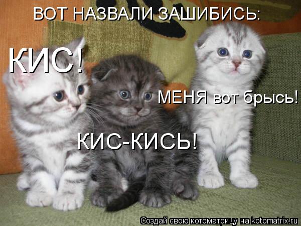 Котоматрица: ВОТ НАЗВАЛИ ЗАШИБИСЬ: КИС! КИС-КИСЬ! МЕНЯ вот брысь!