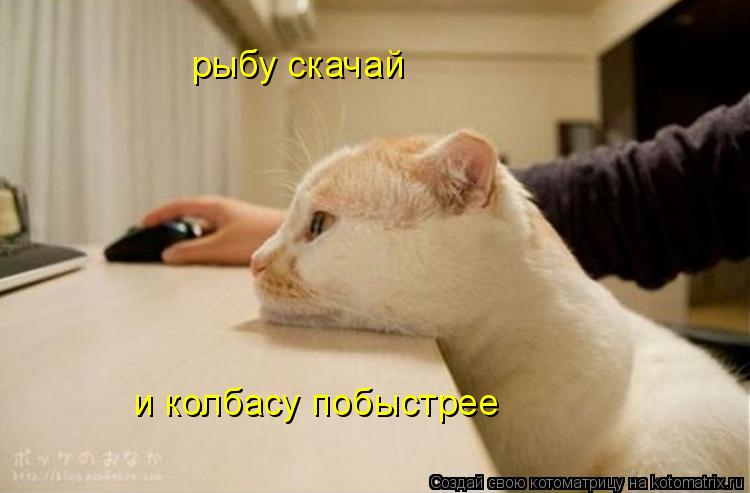 Котоматрица: рыбу скачай и колбасу побыстрее