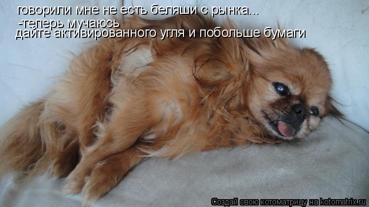 Котоматрица: говорили мне не есть беляши с рынка... говорили мне не есть беляши с рынка... -теперь мучаюсь дайте активированного угля и побольше бумаги