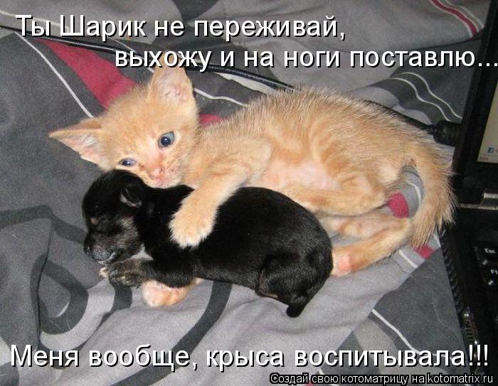 Котоматрица: Ты Шарик не переживай,  выхожу и на ноги поставлю... Меня вообще, крыса воспитывала!!!