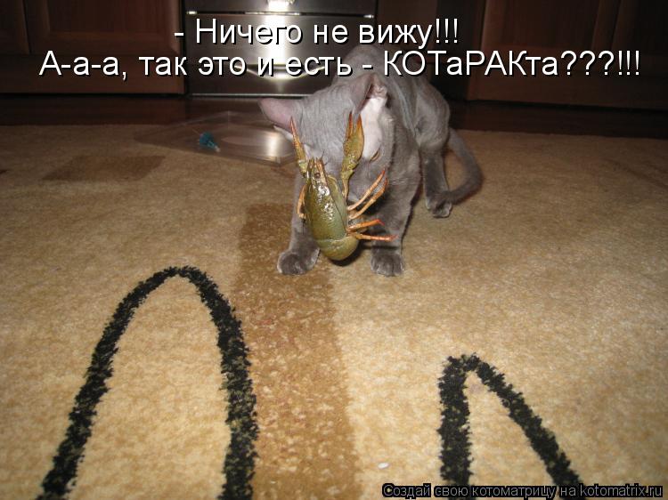 Котоматрица: - Ничего не вижу!!! А-а-а, так это и есть - КОТаРАКта???!!!