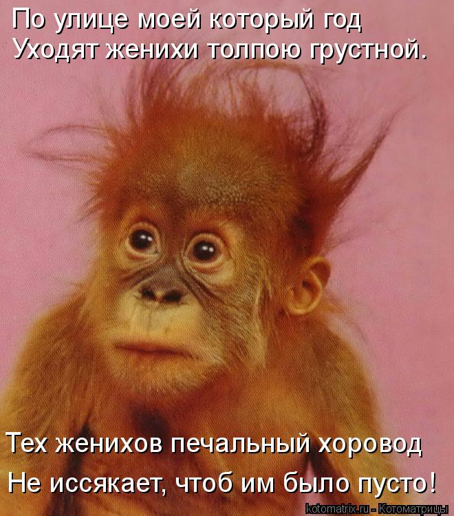 Котоматрица: По улице моей который год  Уходят женихи толпою грустной. Тех женихов печальный хоровод Не иссякает, чтоб им было пусто!
