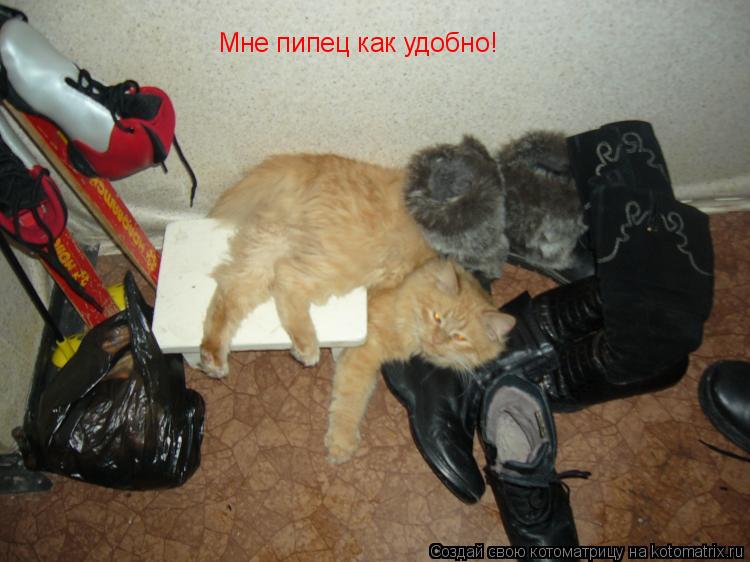 Котоматрица: Мне пипец как удобно!