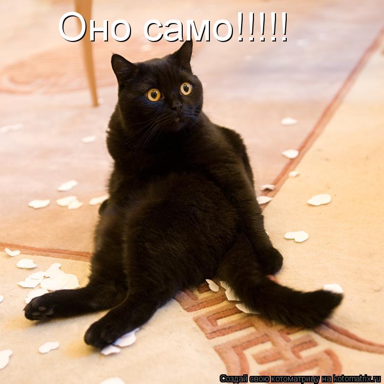 Котоматрица: Оно само!!!!!
