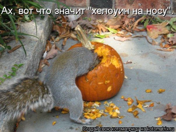 Котоматрица: Ах, вот что значит "хелоуин на носу".