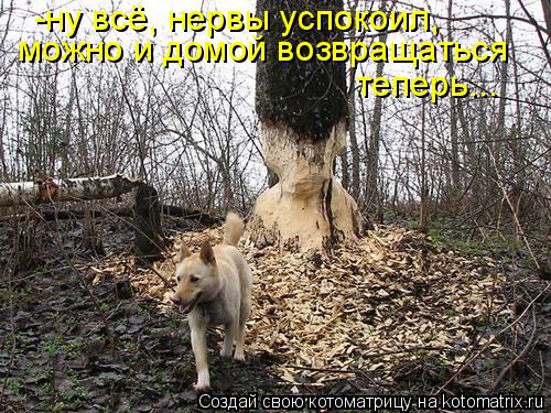 Котоматрица: -ну всё, нервы успокоил, можно и домой возвращаться  теперь...