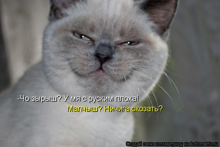 Котоматрица: -Чо зырыш? У мя с руским плоха! Малчыш? Ничига скозать?