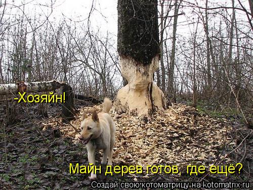 Котоматрица: -Хозяйн!  Майн дерев готов, где ещё?