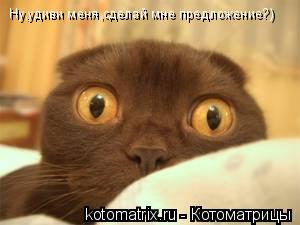 Котоматрица: Ну,удиви меня,сделай мне предложение?)