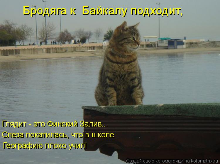 Котоматрица: Географию плохо учил! Слеза покатилась, что в школе Глядит - это Финский Залив... Бродяга к  Байкалу подходит,