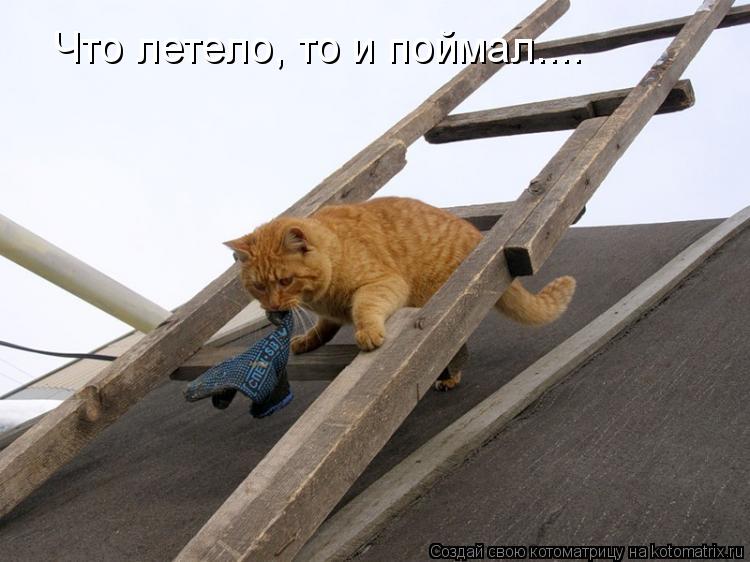 Котоматрица: Что летело, то и поймал....