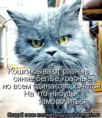 Котоматрица: Кошки бывают разные_   синие,белые,красные но всем одинаково хочется На что-нибудь   заморочиться.