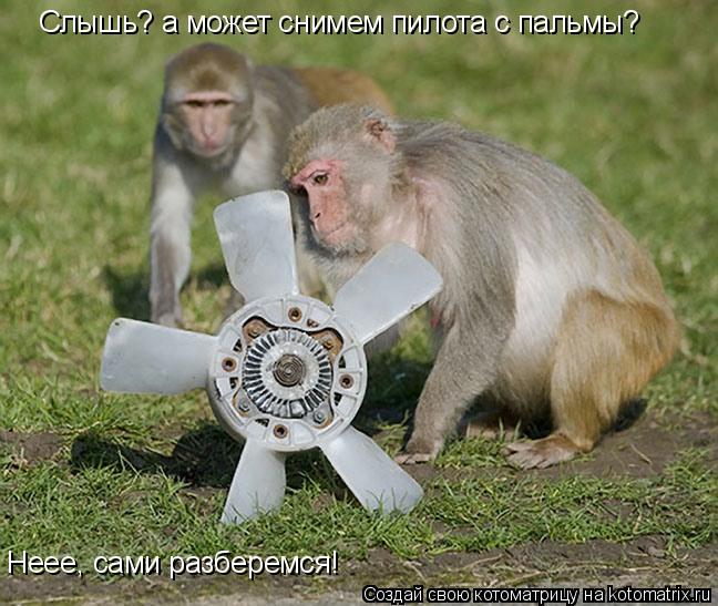 Котоматрица: Слышь? а может снимем пилота с пальмы? Неее, сами разберемся!