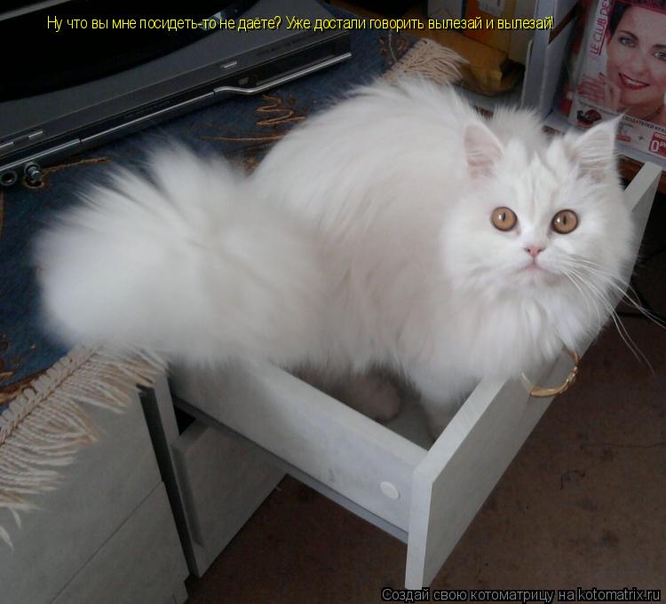 Котоматрица: Ну что вы мне посидеть-то не даёте? Уже достали говорить вылезай и вылезай!
