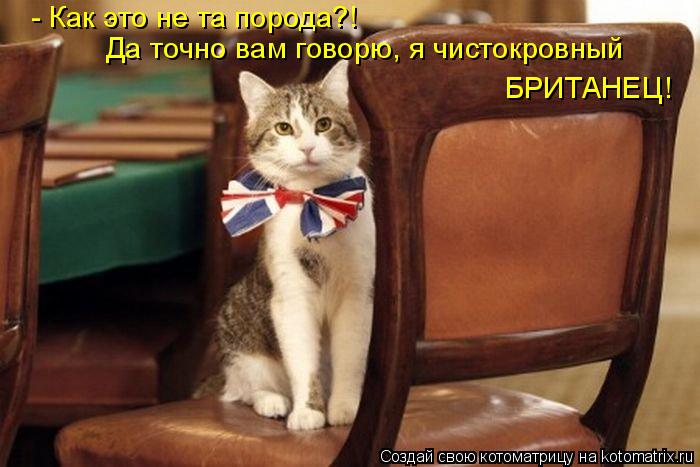 Котоматрица: - Как это не та порода?! Да точно вам говорю, я чистокровный БРИТАНЕЦ!