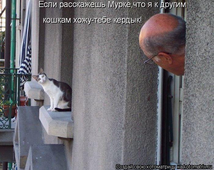 Котоматрица: Если расскажешь Мурке,что я к другим кошкам хожу-тебе кердык!
