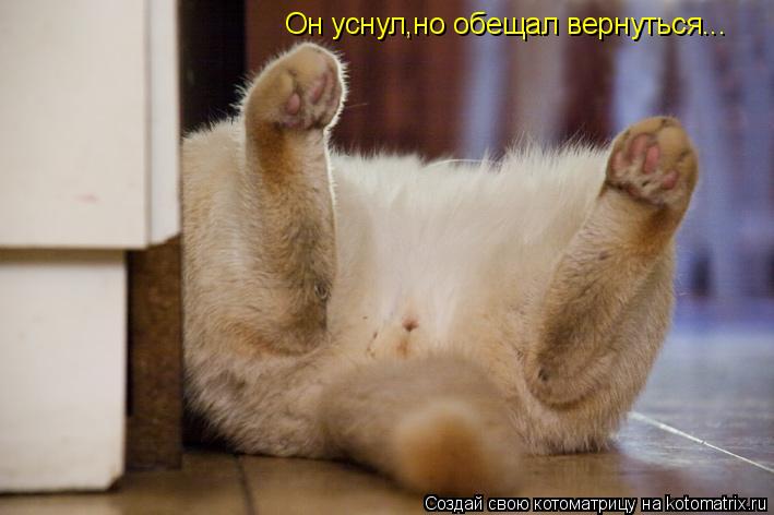 Котоматрица: Он уснул,но обещал вернуться...