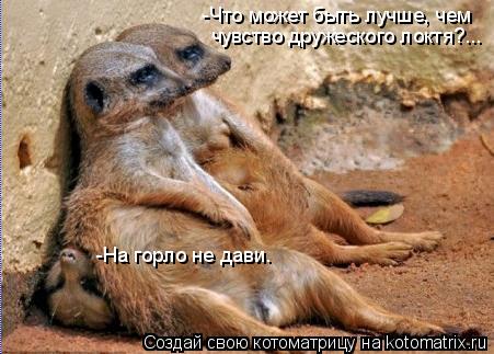 Котоматрица: -Что может быть лучше, чем  чувство дружеского локтя?... -На горло не дави.