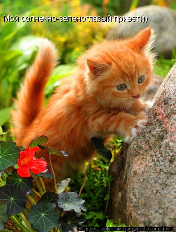 Котоматрица: Мой солнечно-зеленоглазый привет)))