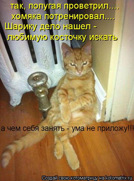 Котоматрица: Шарику дело нашел - любимую косточку искать так, попугая проветрил.... хомяка потренировал.... а чем себя занять - ума не приложу!!!
