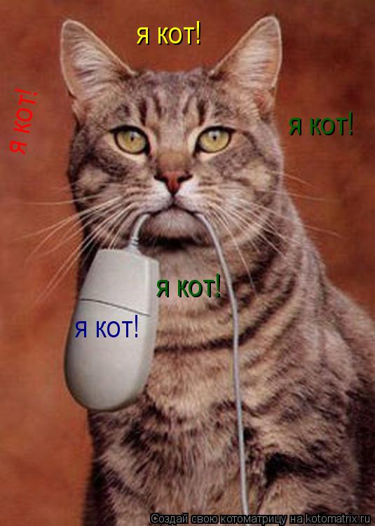 Котоматрица: я кот! я кот! я кот! я кот! я кот!