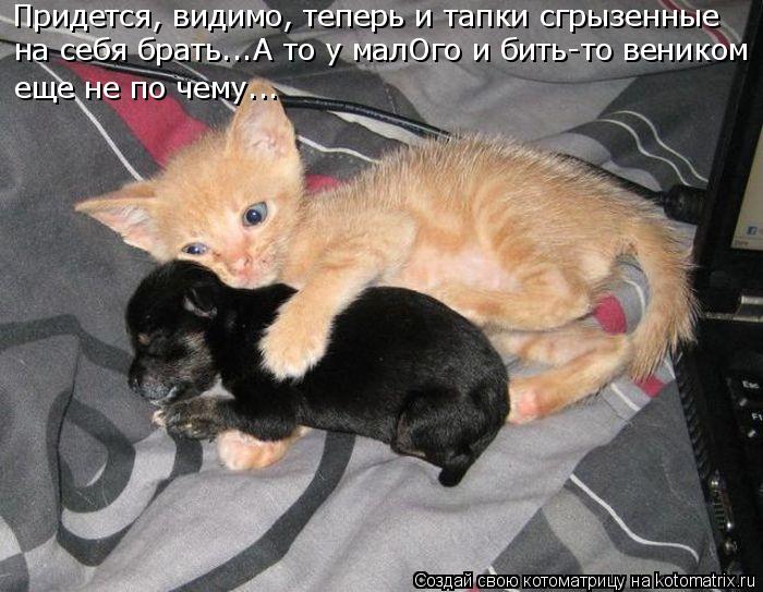 Придется, видимо, теперь и тапки сгрызенные на себя брать...А то у малОго и бить-то веником еще не п... Котоматрица: Придется, видимо, теперь и тапки сгрызенные на себя брать...А то у малОго и бить-то веником еще не по чему...