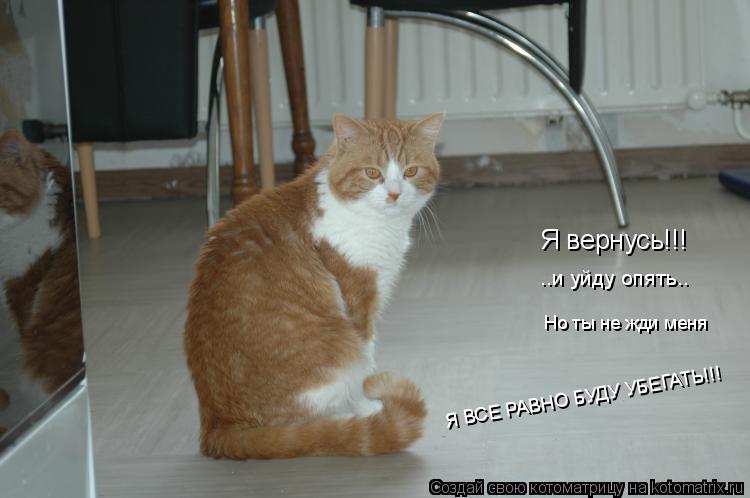 Котоматрица: Я вернусь!!! Я вернусь!!! ..и уйду опять.. Но ты не жди меня Я ВСЕ РАВНО БУДУ УБЕГАТЬ!!!