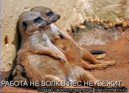 Котоматрица: РАБОТА НЕ ВОЛК В ЛЕС НЕУБЕЖИТ