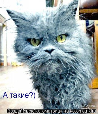 Котоматрица: А такие?)