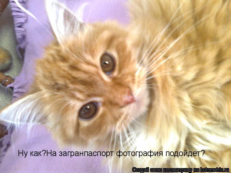 Котоматрица: Ну как?На загранпаспорт фотография подойдет?