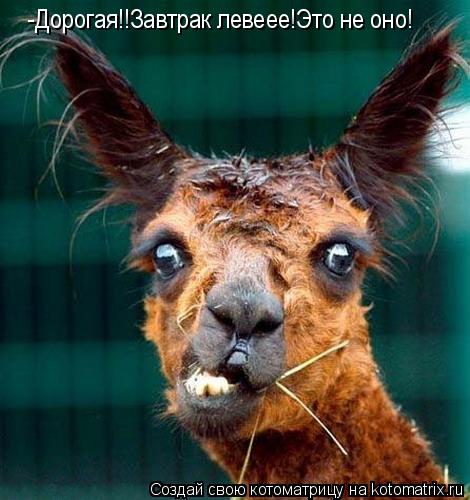 Котоматрица: -Дорогая!!Завтрак левеее!Это не оно!