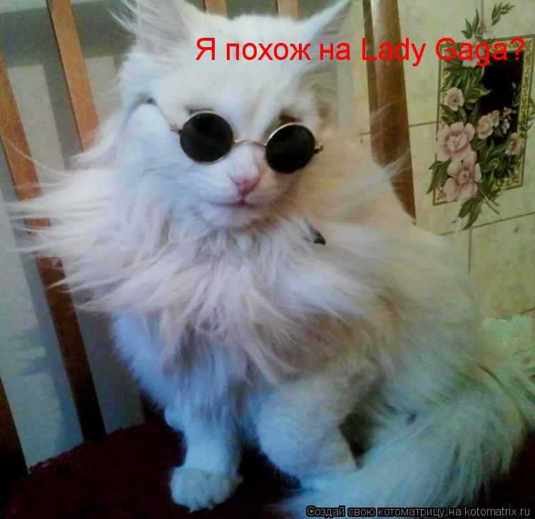 Котоматрица: Я похож на Lady Gaga?