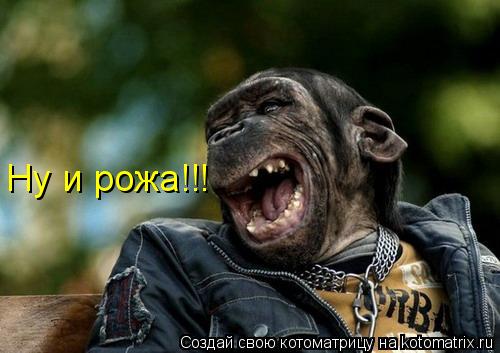 Котоматрица: Ну и рожа!!!