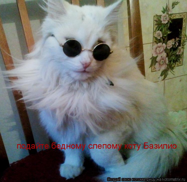 Котоматрица: подайте бедному слепому коту Базилио