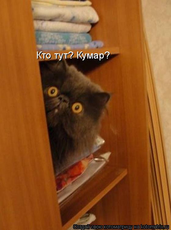 Котоматрица: Кто тут? Кумар?