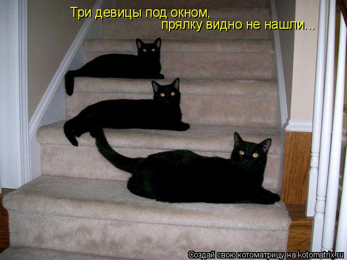 Котоматрица: Три девицы под окном,  прялку видно не нашли...