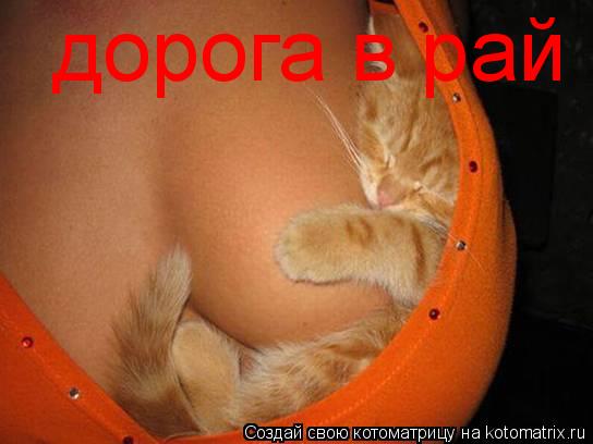 Котоматрица: дорога в рай