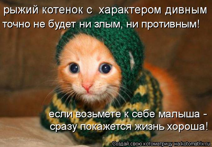рыжий котенок с характером дивным точно не будет ни злым, ни противным! если возьмете к себе малыша ... Котоматрица: рыжий котенок с характером дивным точно не будет ни злым, ни противным! если возьмете к себе малыша - сразу покажется жизнь хороша!