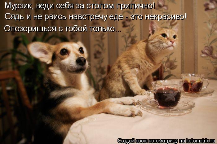 Котоматрица: Мурзик, веди себя за столом прилично! Сядь и не рвись навстречу еде - это некрасиво! Опозоришься с тобой только...