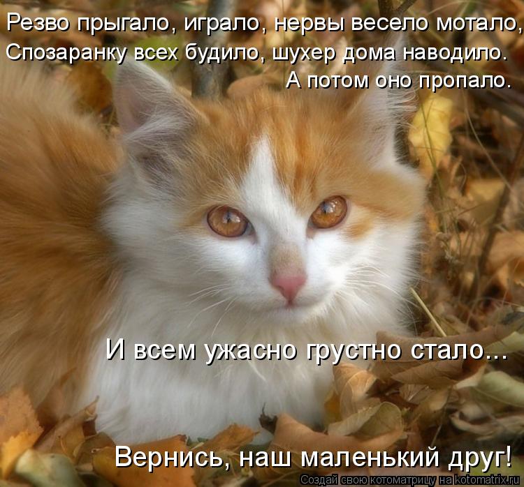 Резво прыгало, играло, нервы весело мотало, Спозаранку всех будило, шухер дома наводило. А потом оно... Котоматрица: Резво прыгало, играло, нервы весело мотало, Спозаранку всех будило, шухер дома наводило. А потом оно пропало. И всем ужасно грустно стало... В