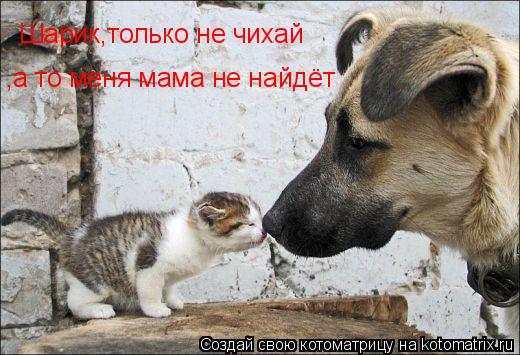 Котоматрица: Шарик,только не чихай ,а то меня мама не найдёт