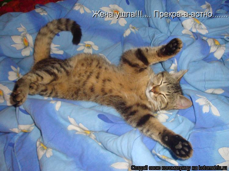 Котоматрица: Жена ушла!!!.... Прекра-а-астно.......