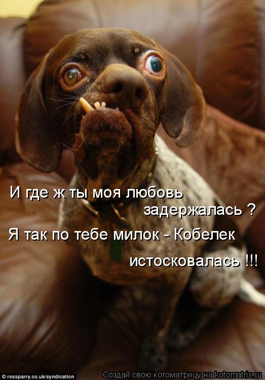 Котоматрица: И где ж ты моя любовь  задержалась ? Я так по тебе милок - Кобелек  истосковалась !!!
