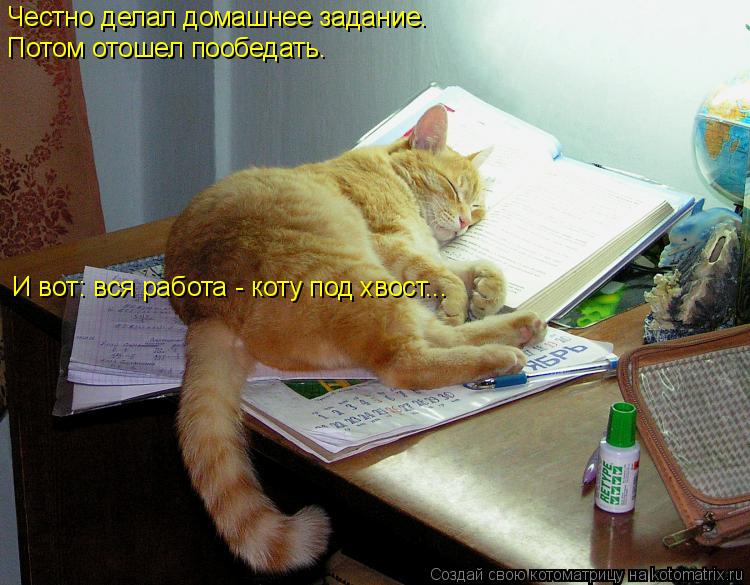Котоматрица: Честно делал домашнее задание.  Потом отошел пообедать.  И вот: вся работа - коту под хвост...