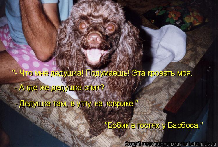 Котоматрица: "- Что мне дедушка! Подумаешь! Эта кровать моя. - А где же дедушка спит? - Дедушка там, в углу, на коврике." "Бобик в гостях у Барбоса."